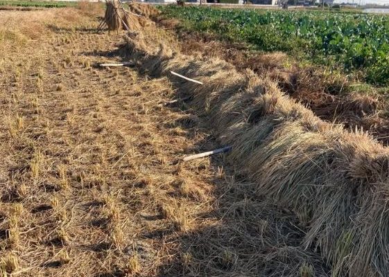 続！休めない月間？！　すきを見てサボり整える年末　-12月の農事-