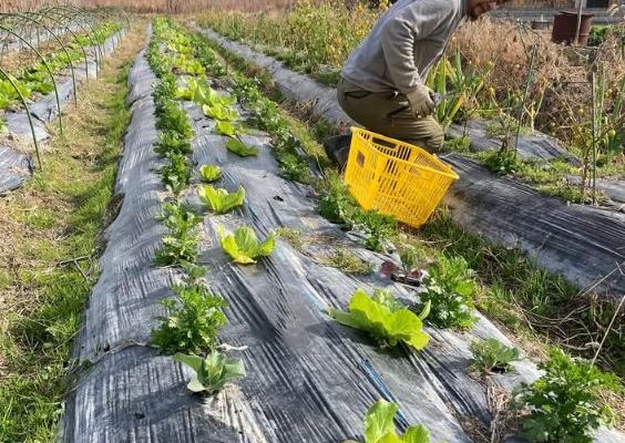 ゆっくり整える2026年。まずはやり残した冬仕事から　-1月の農事-