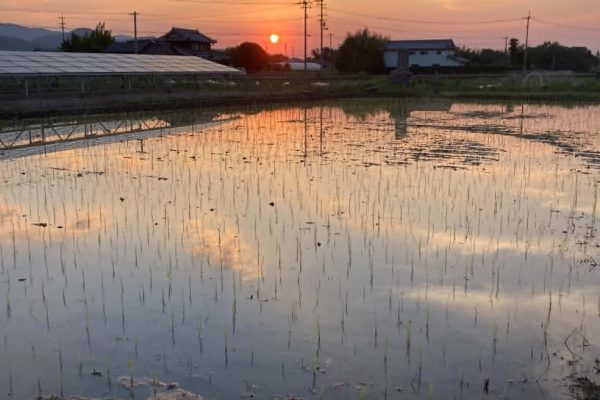 ミッション完了までもう少し？！息も絶え絶え…怒涛のひと月！　-6月の農事-　