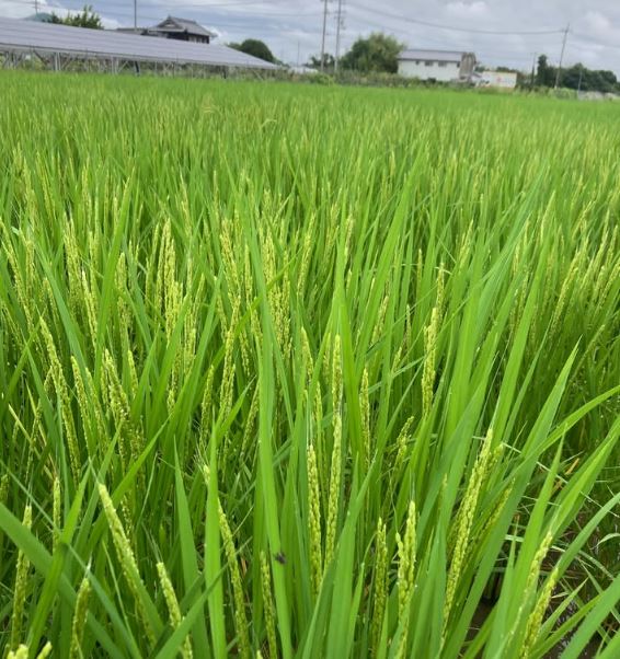 まだまだ続く夏野菜。早めの稲刈り＆冬野菜の準備もスタート！-9月の農事-